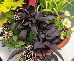 HB Midnight Gold combo Hanging Basket (c11)